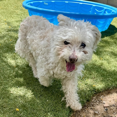 Tovah