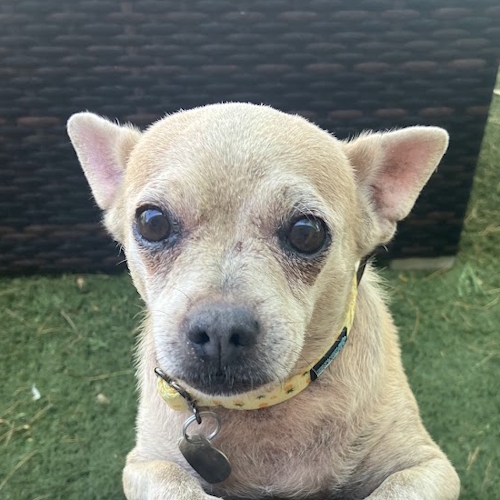 Chiquita