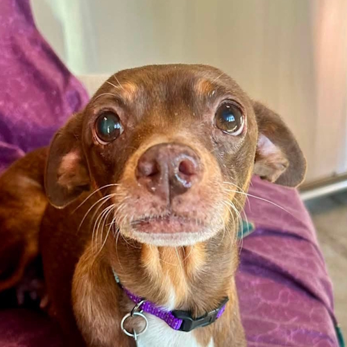 Mocha