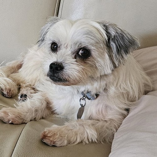 Emilio