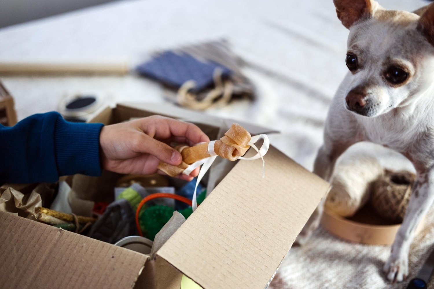 Alt text: Small dog looking at a chew treat being taken from a pet subscription box filled with toys and supplies.
