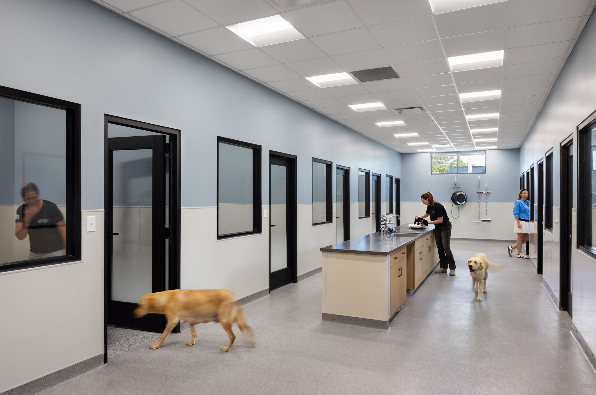 Pilot Dogs Puppy Palace Kennel