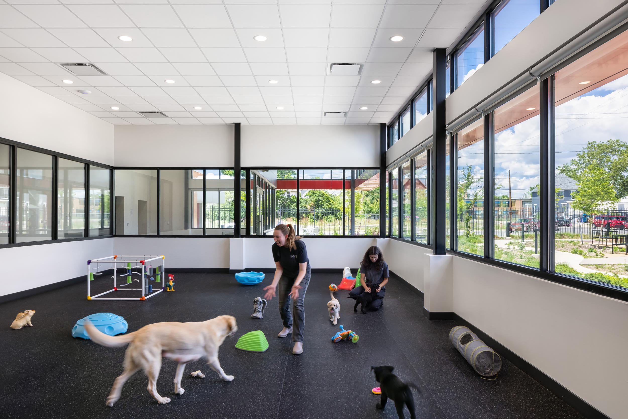 Puppy Palace training room with staff interacting with puppies among toys and training equipment