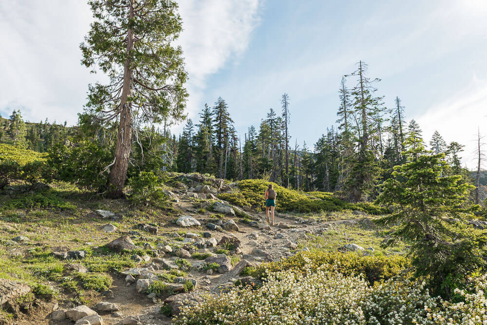 A woman hiking up a rocky trail with evergreen trees on either side.
