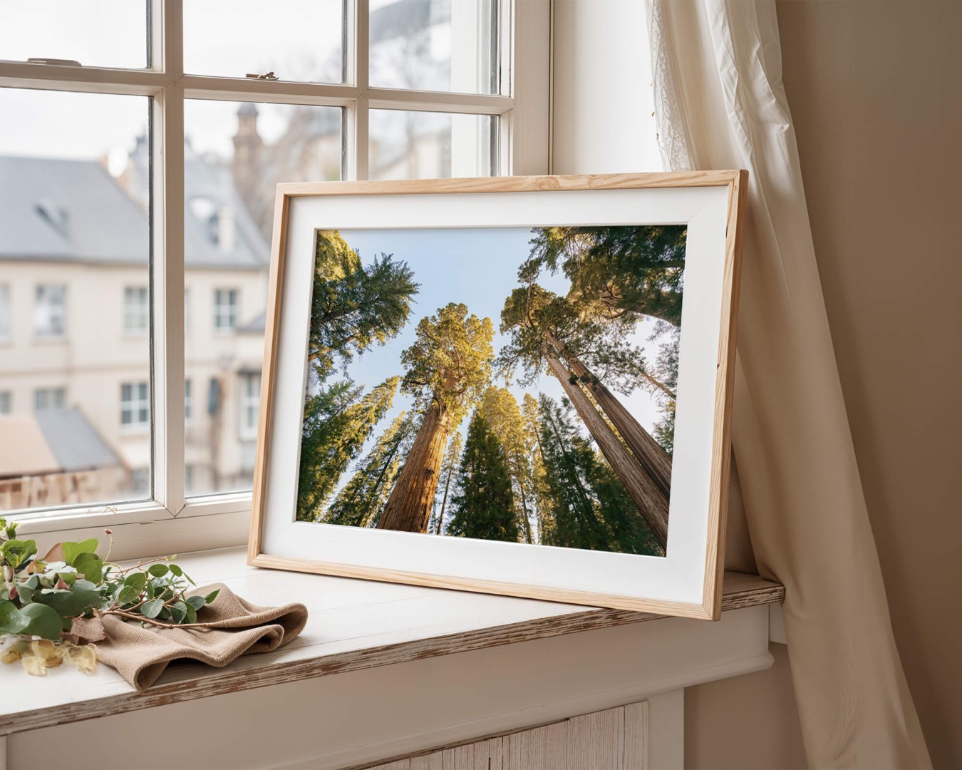A framed photo looking up through the canopy of tall sequoia and evergreen trees resting on a window ledge