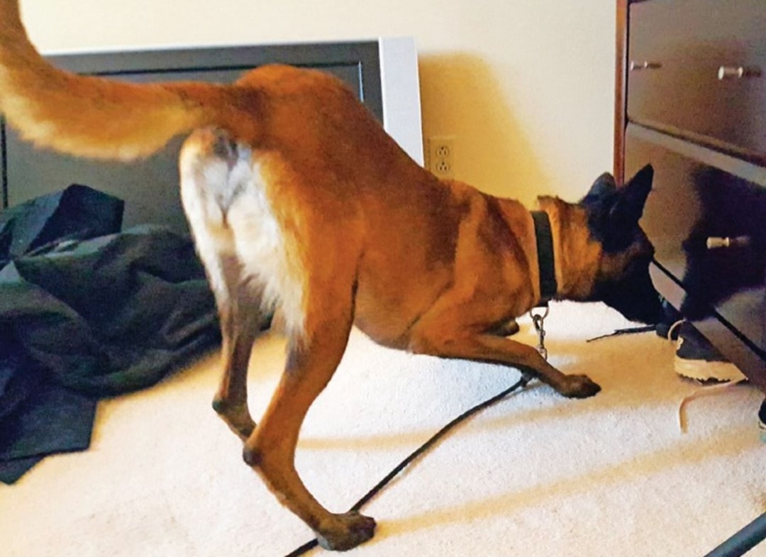 K9 Drug Dogs Interview with Amy Doener