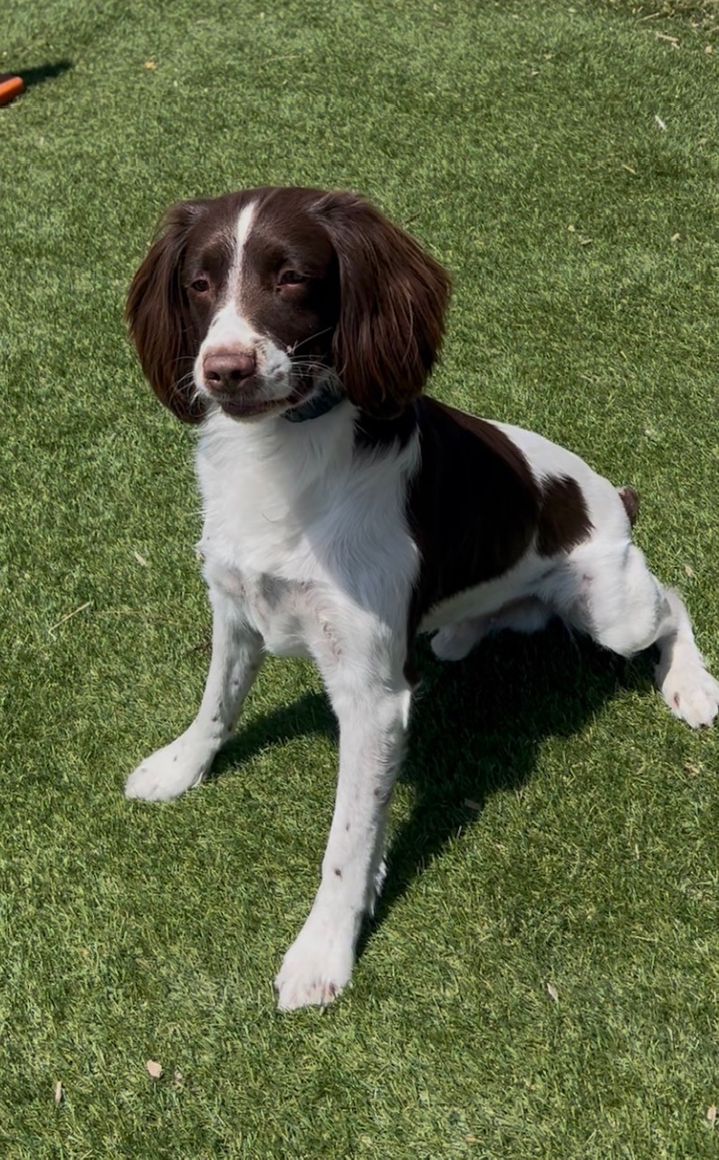 Do Detection Dogs Find Fentanyl?
