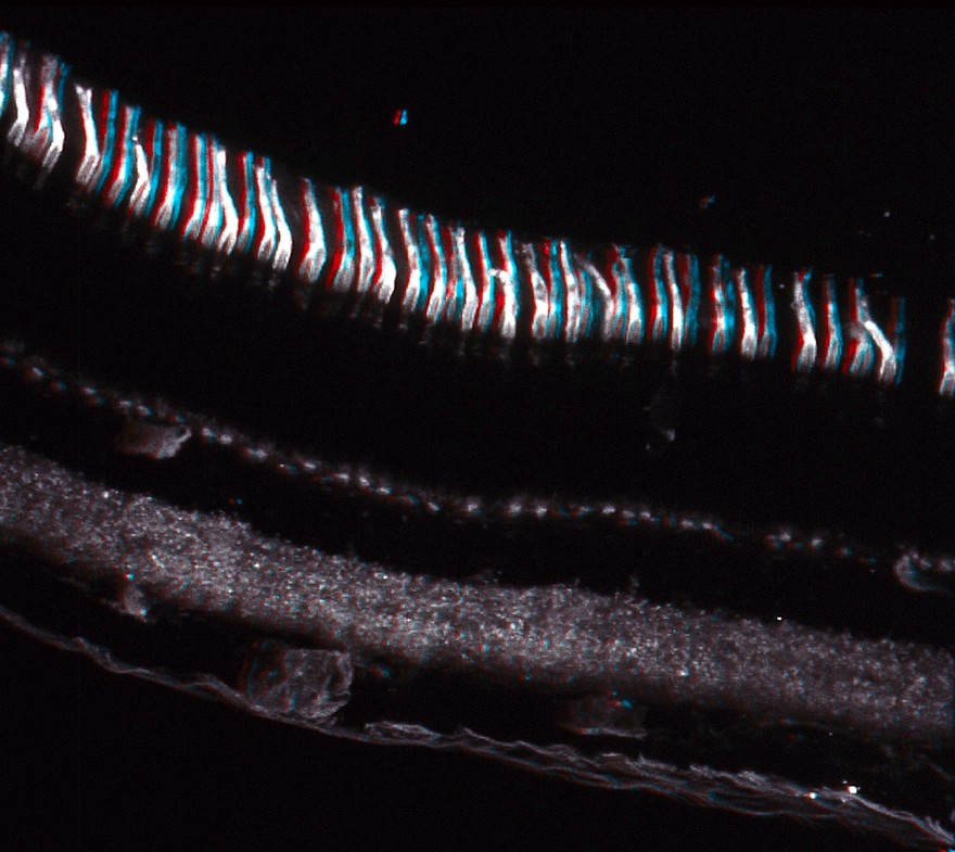 Credit: Cone rich area of the retina - 3D image. Credit: Chris Guerin. Attribution-NonCommercial 4.0 International (CC BY-NC 4.0)