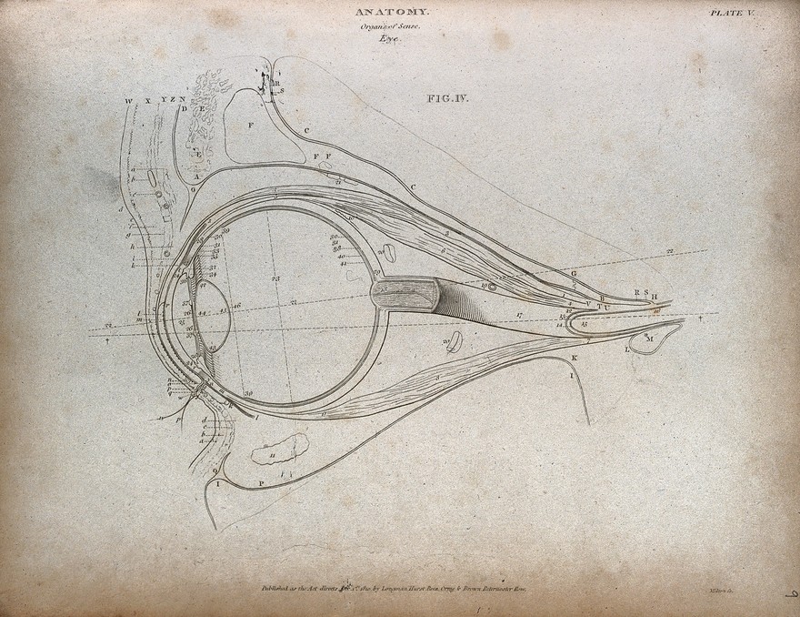 Credit: The human eye: outline diagram showing a cross-section through the eye. Engraving by T. Milton, 1810. Credit: Wellcome Collection. Attribution 4.0 International (CC BY 4.0)
