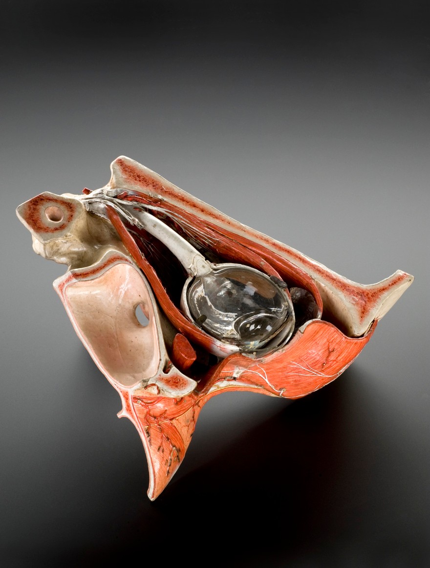 Credit: Plaster model of a sectioned human eye, French, 1870. View looking inside the eye, graduated matt black perspex background. Credit: Science Museum, London. Attribution 4.0 International (CC BY 4.0)