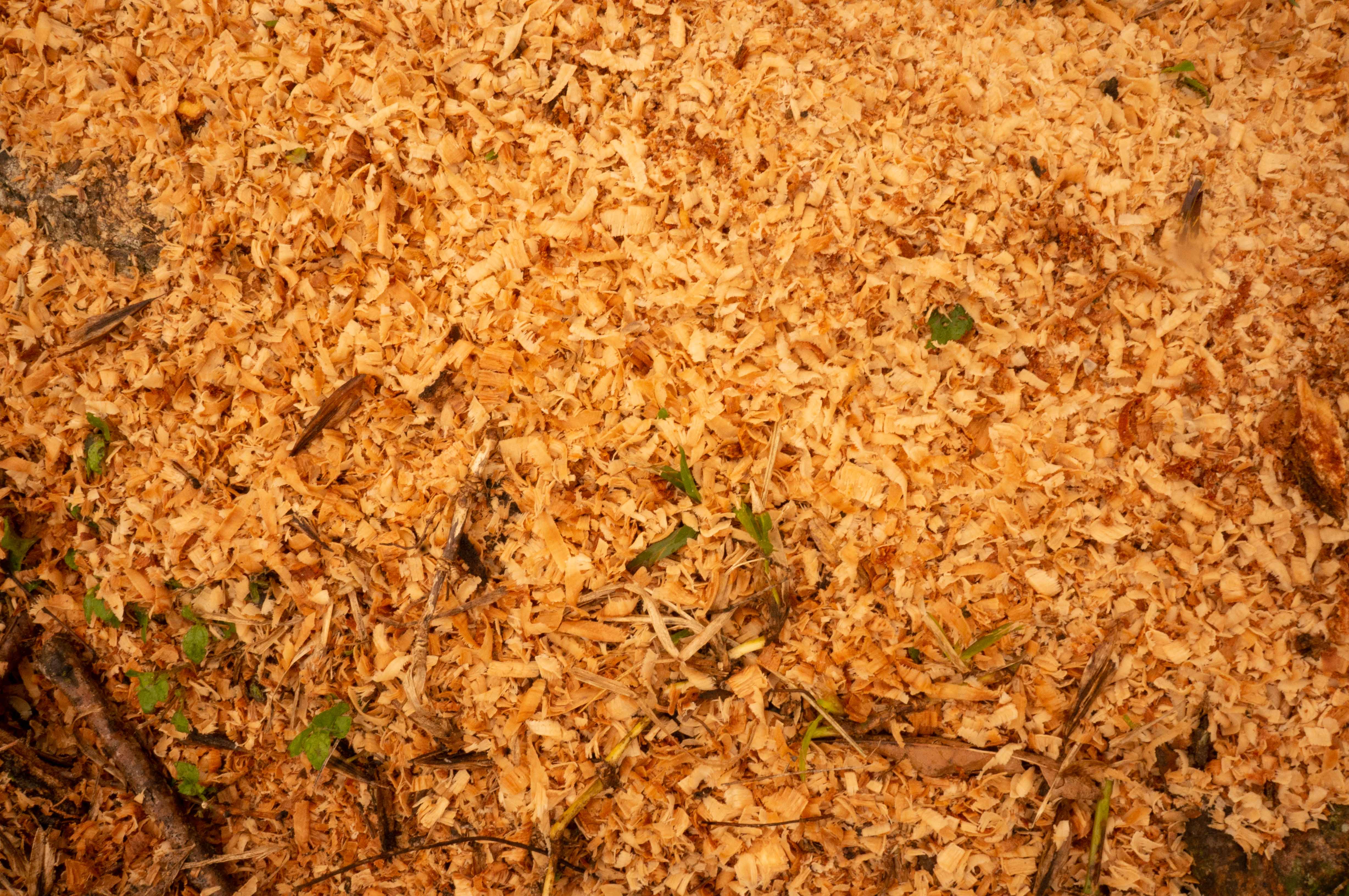 Wood Chips