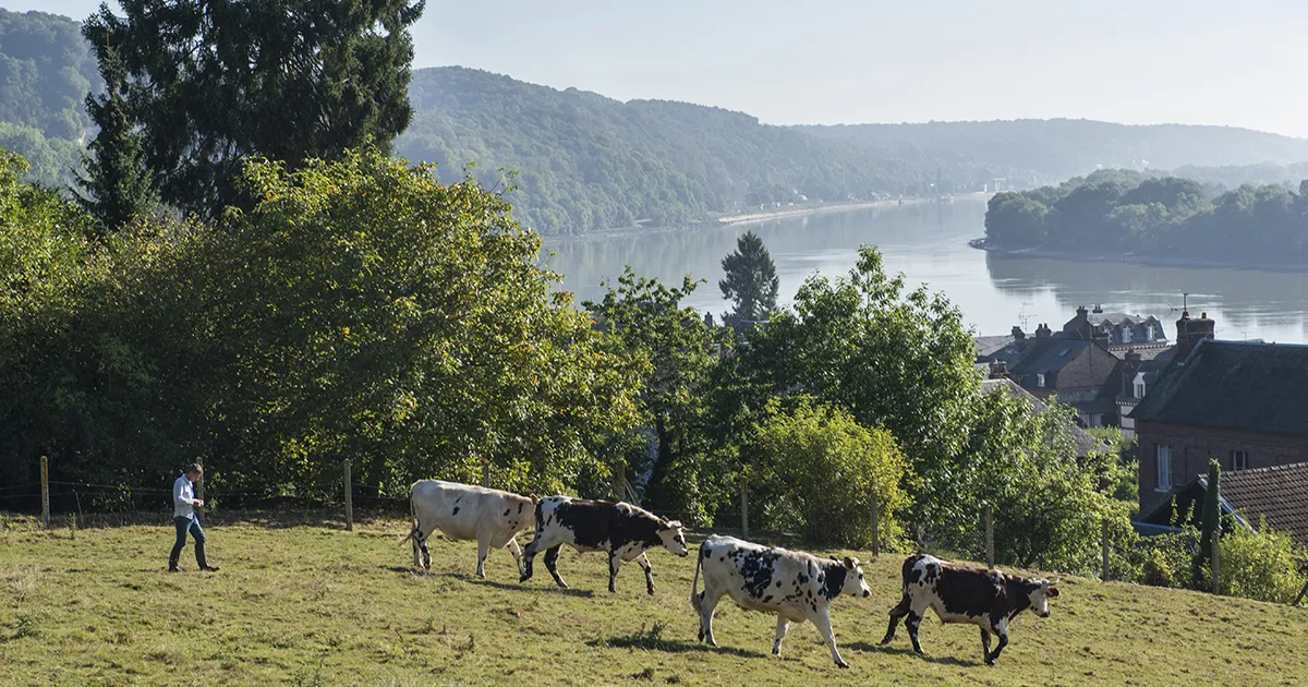 3 itinéraires vélo à la découverte des fromages AOP normands