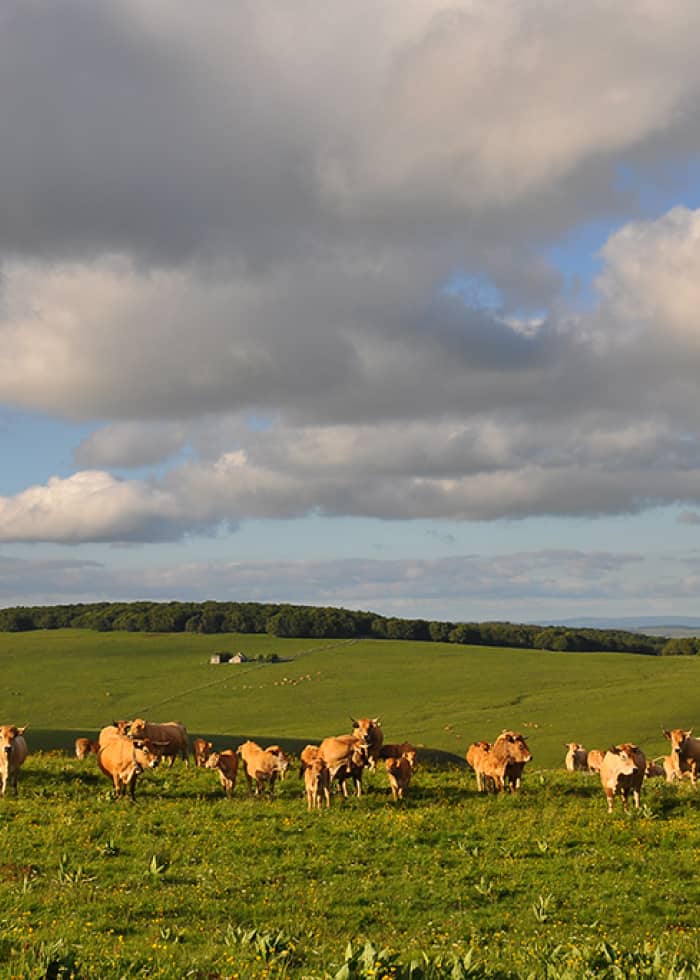 Trek Aubrac Laguiole AOP
