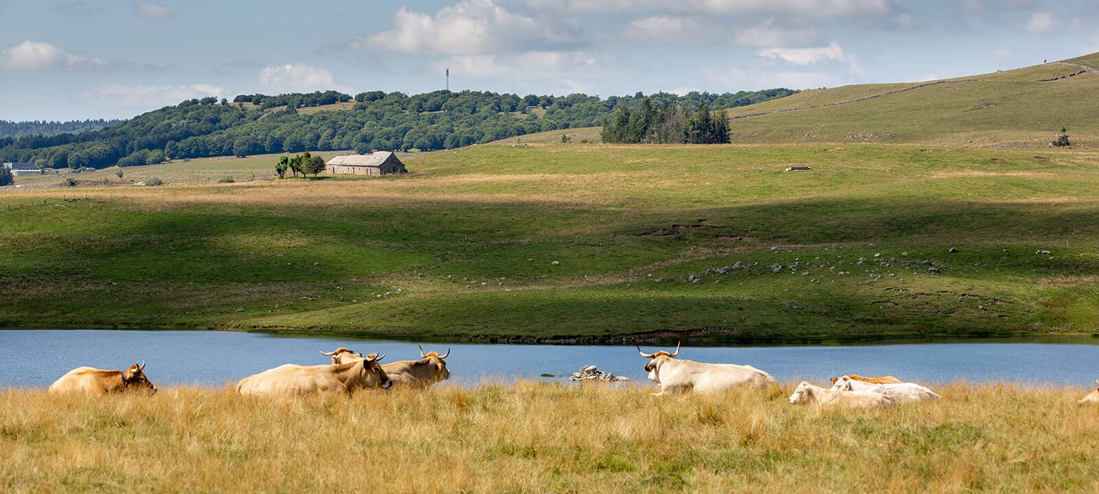 3 randonnées pour déguster du fromage dans l'Aubrac