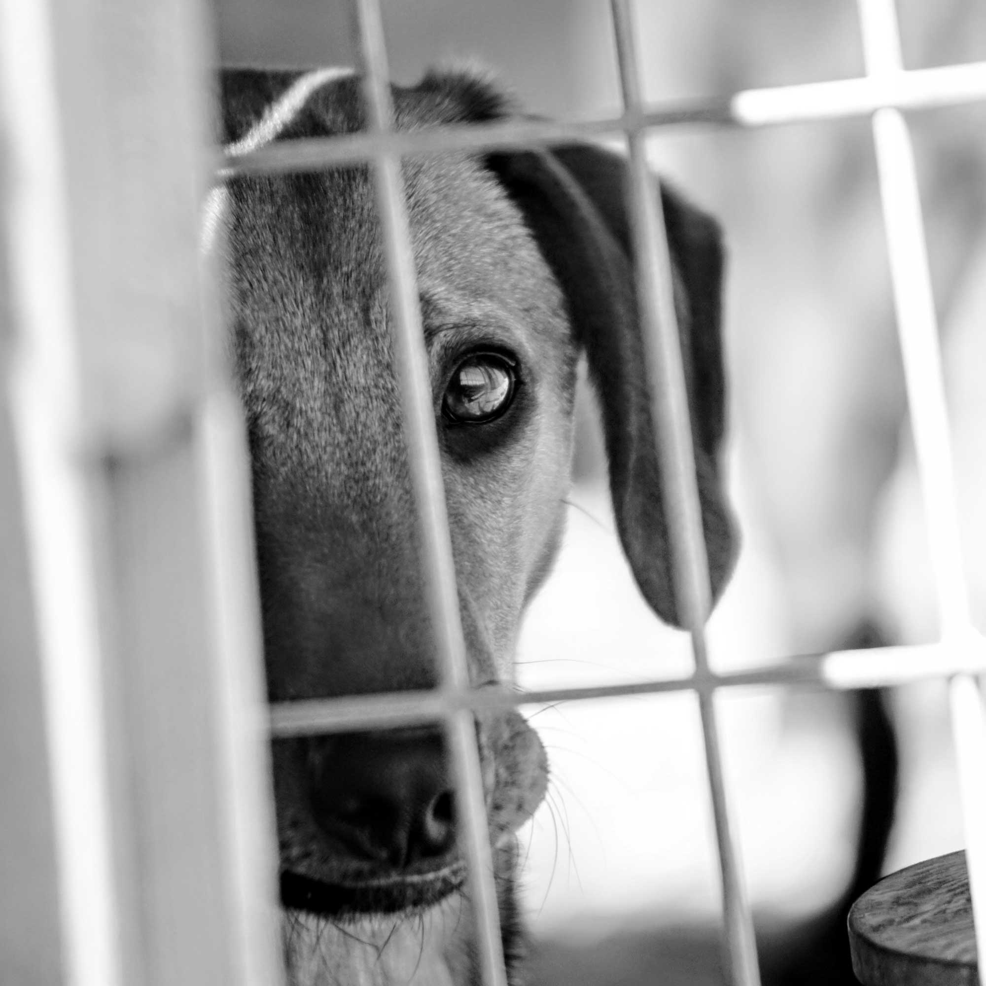 Sad dog in shelter