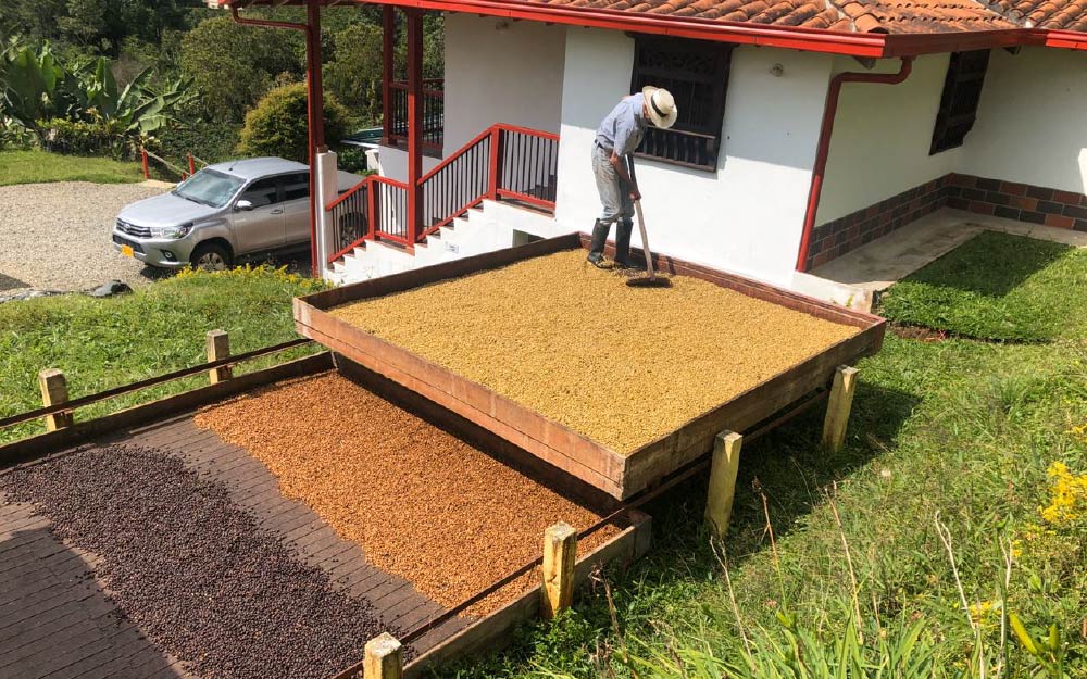 Diego Maya of Finca Los Frailes. Antioquia municipio de Fredonia