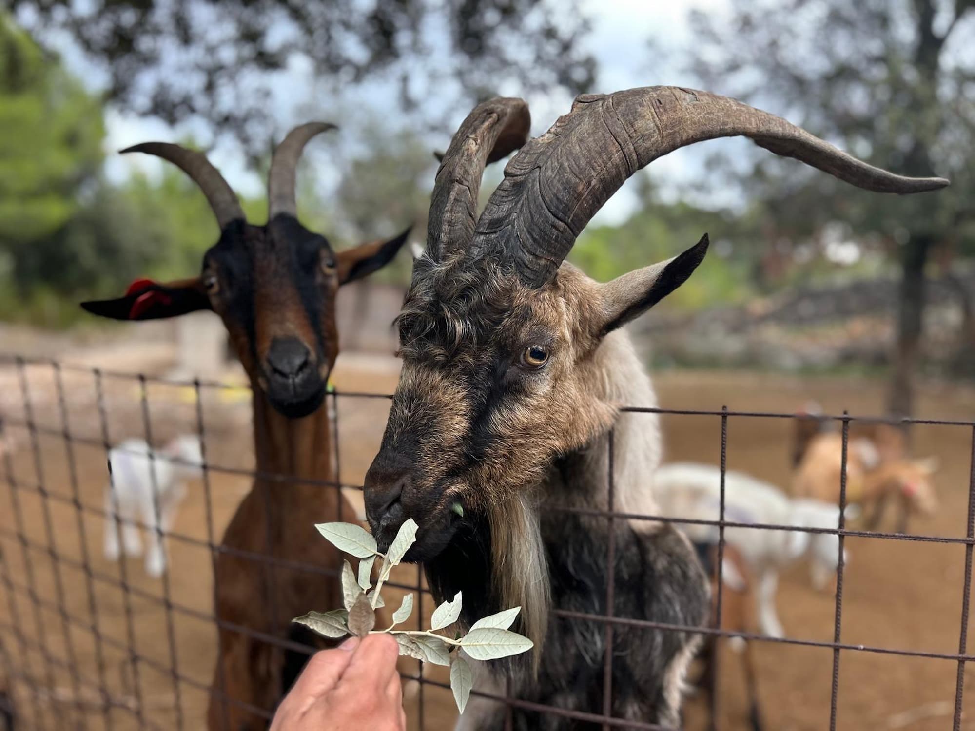 OPG Soljačić Ivica – Ulaganje u razvoj malog obiteljskog poljoprivrednog gospodarstva „Ivica Soljačić“