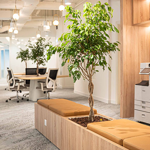 Bright office space with indoor trees, cushioned benches, and modern desks in the background.