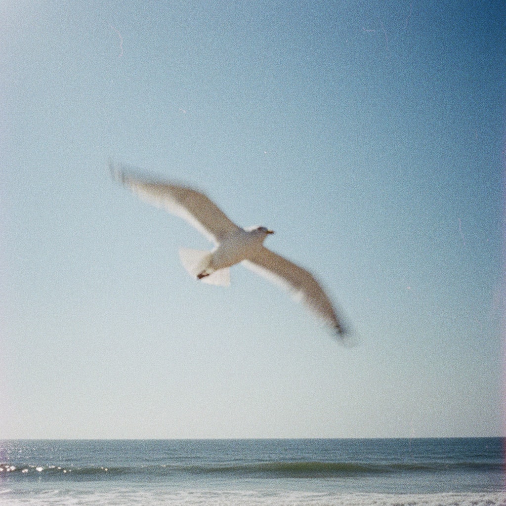 Seagull in flight over the ocean, film photo