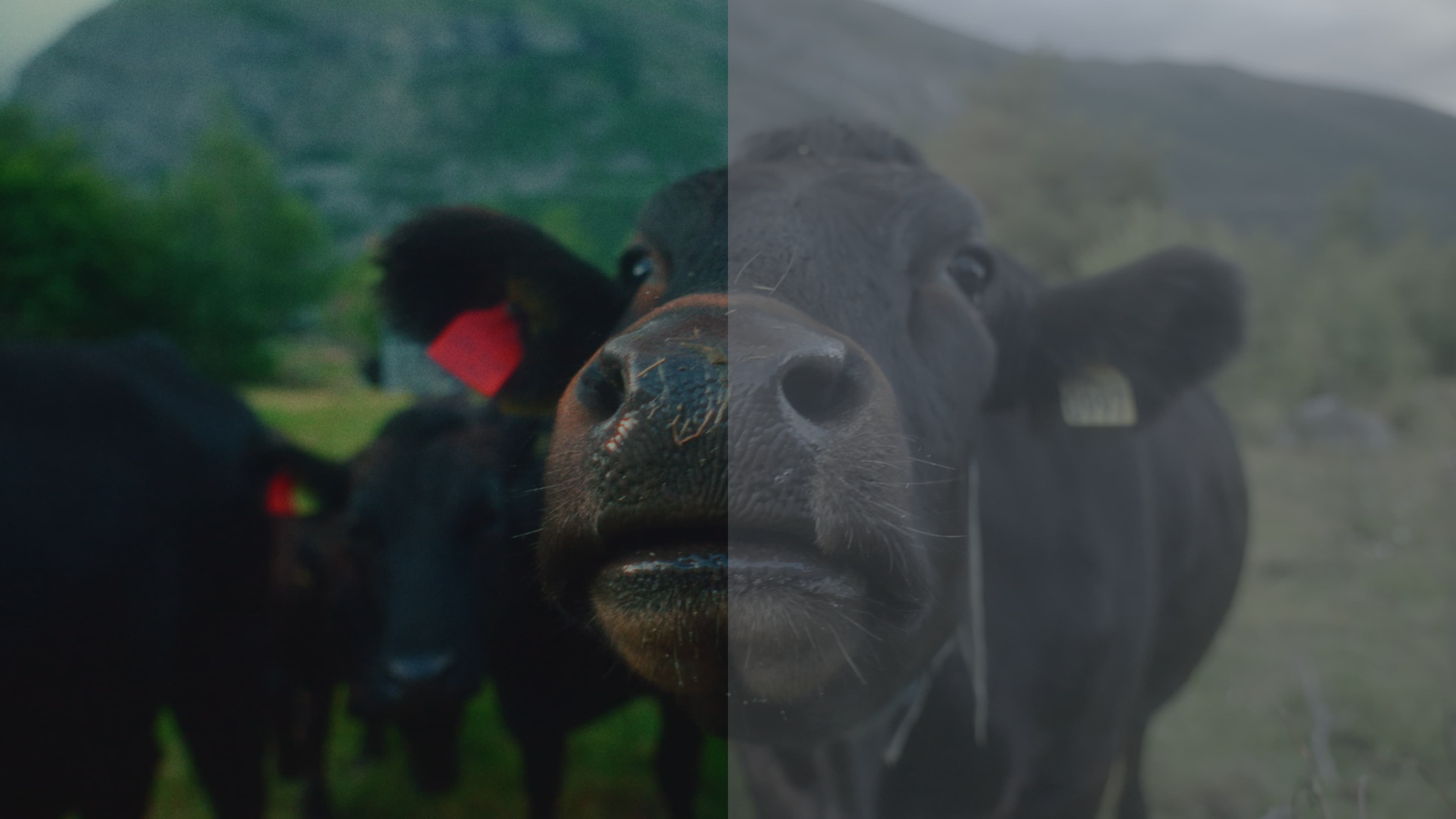 before after colour grading davinci resolve retro vintage film instant