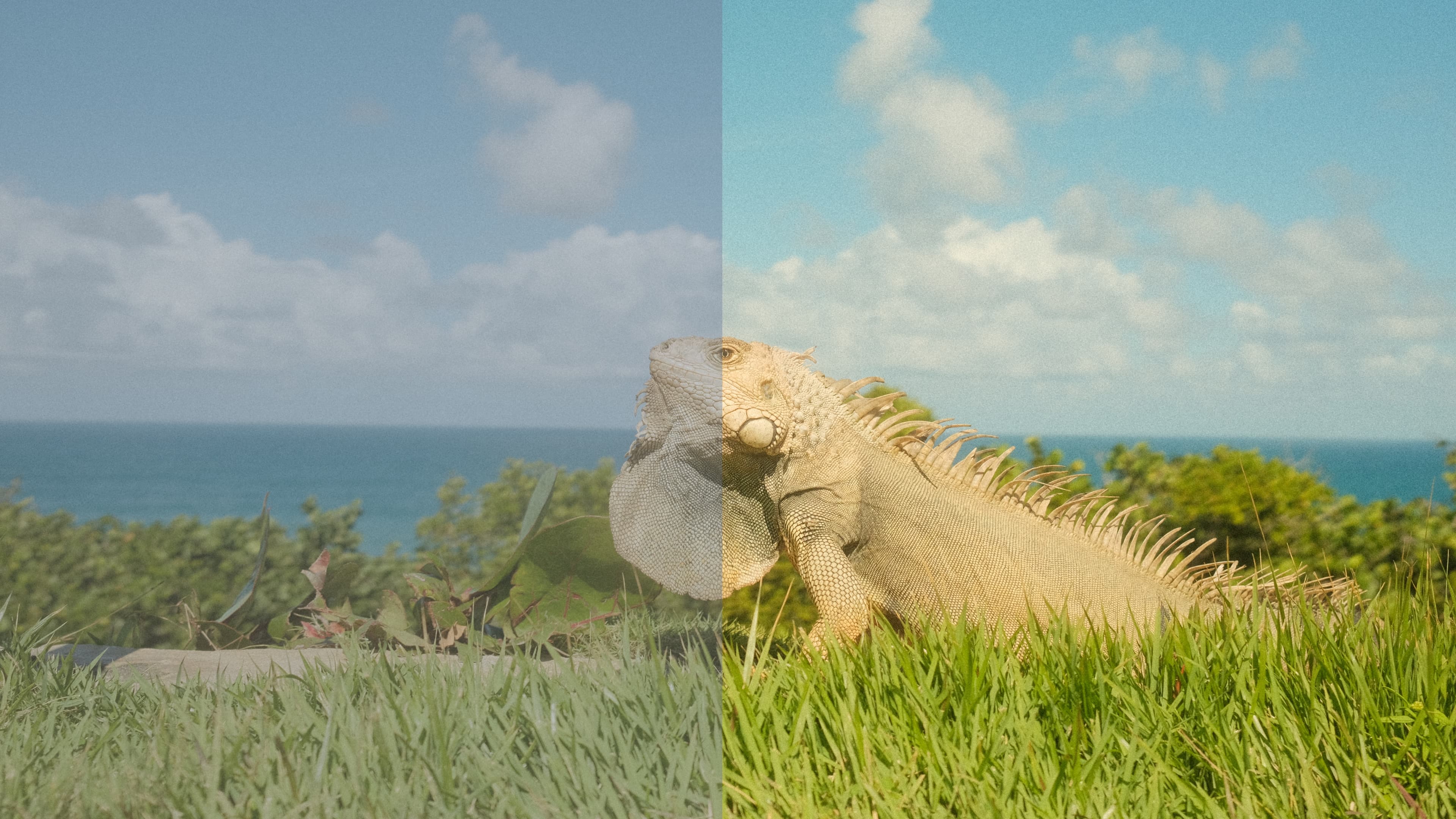 before after lightroom retro presets colour vintage film vibrant