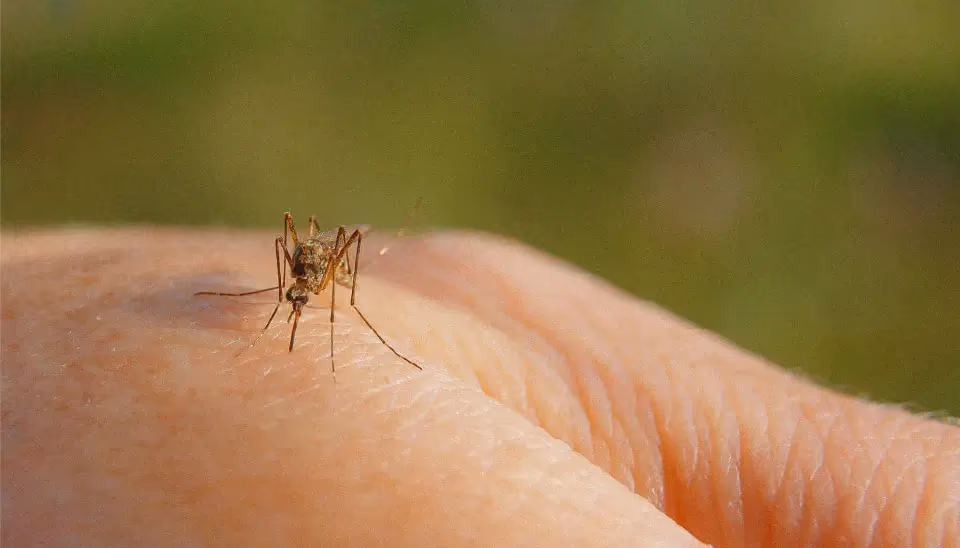 Zika