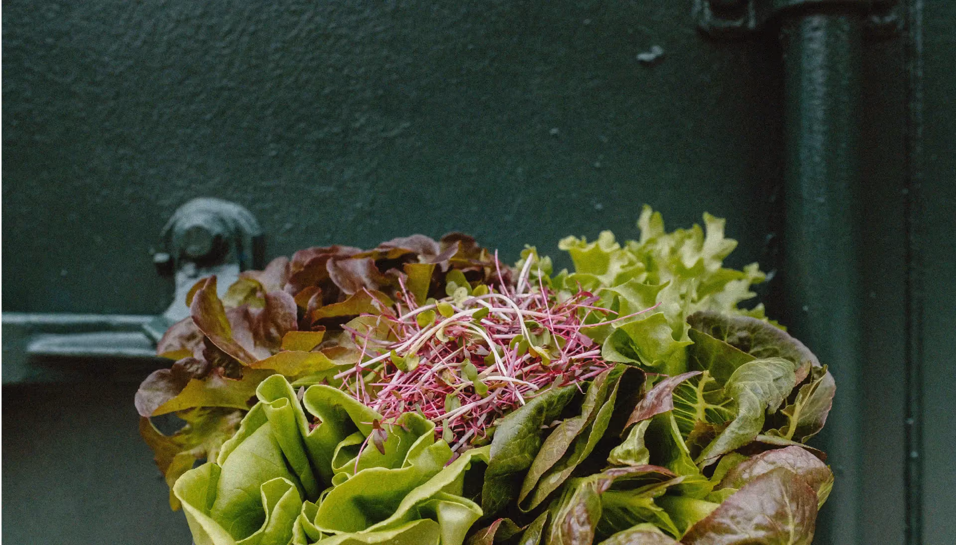 Image de feuilles de salade