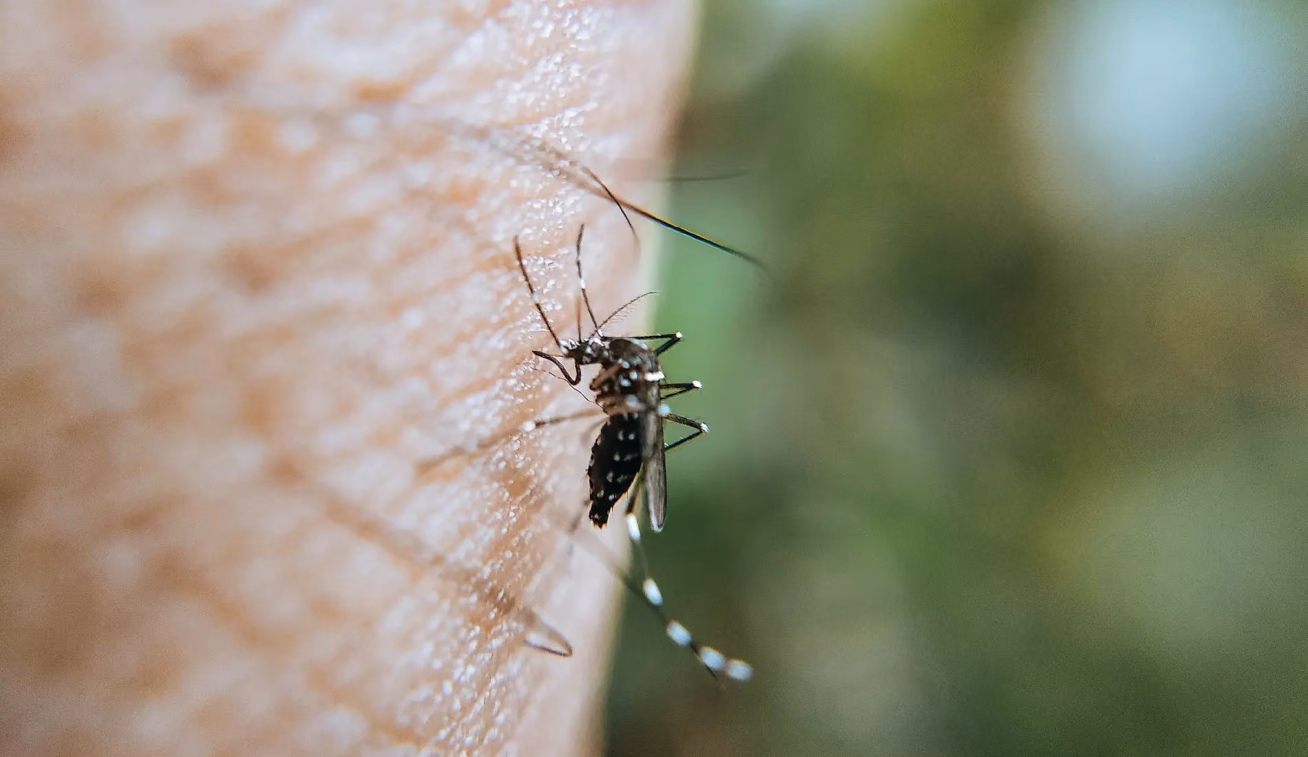 Dengue
