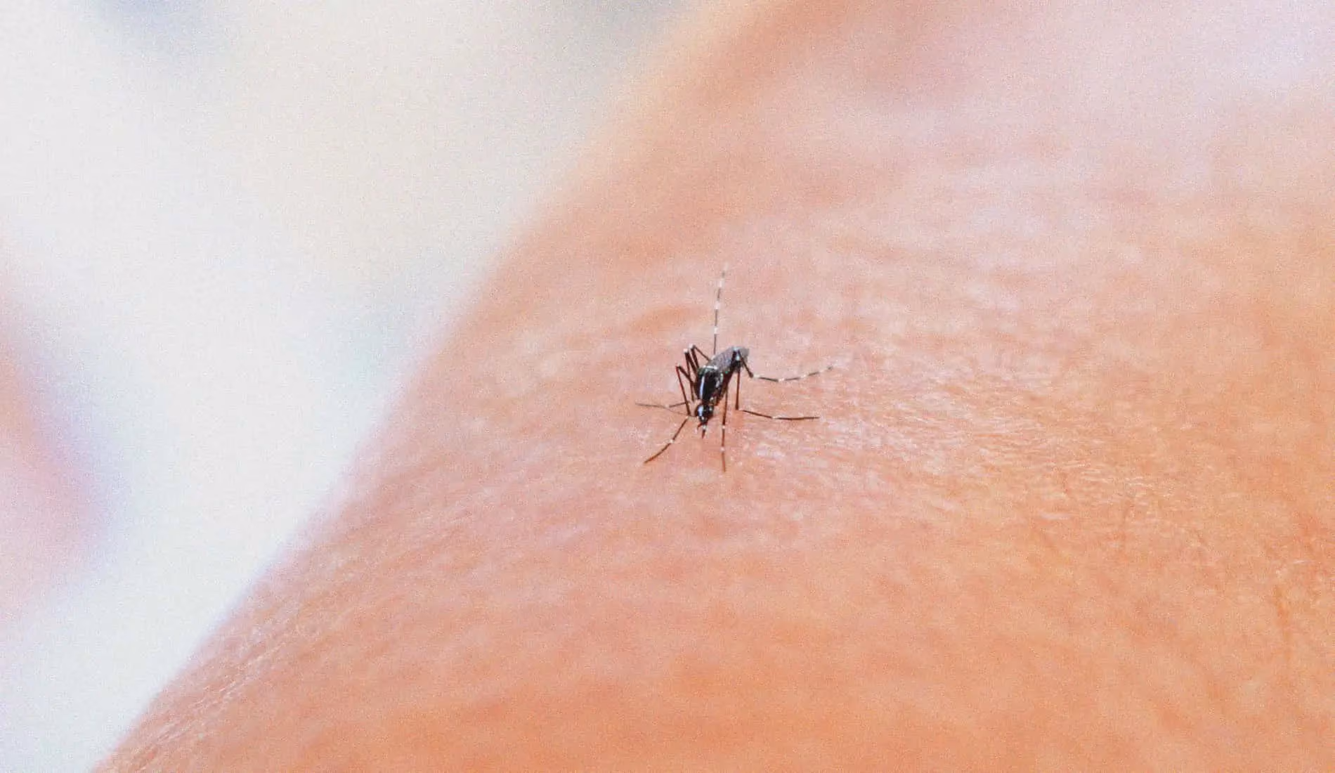 Chikungunya