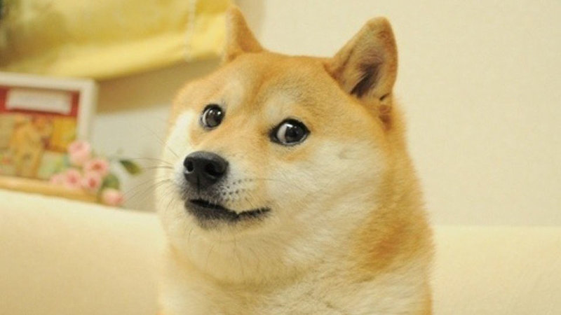 Foto do meme do cachorro Shiba Inu.