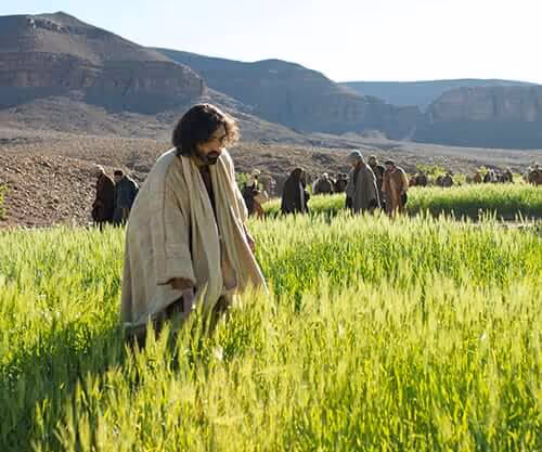 Jesus in the fields