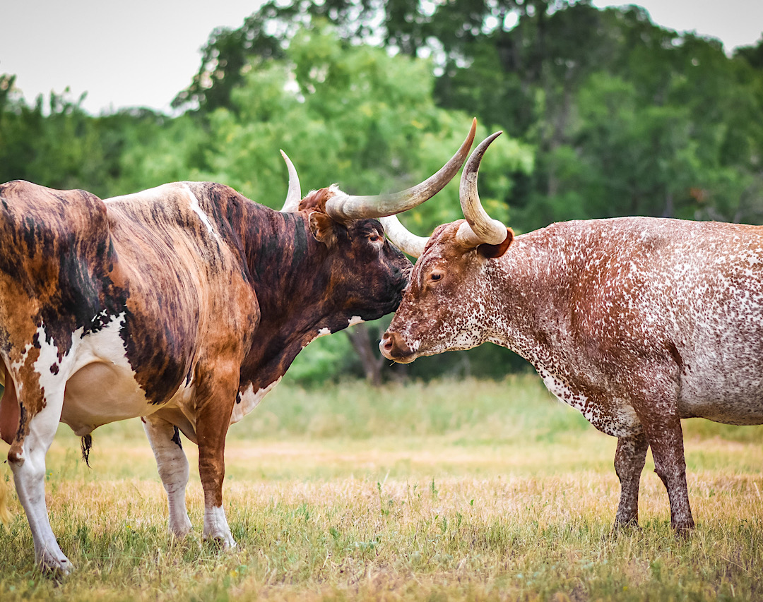Two longhorn cattle in a field