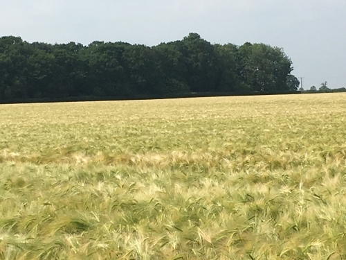 Hardingham Farms field