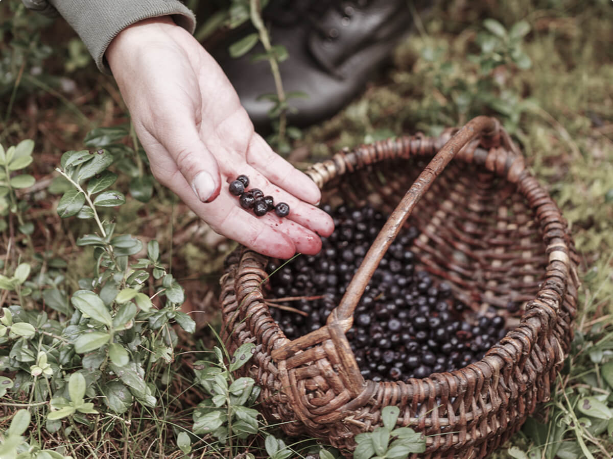 A close up of a hand placing wild blueberries in a woven basket.