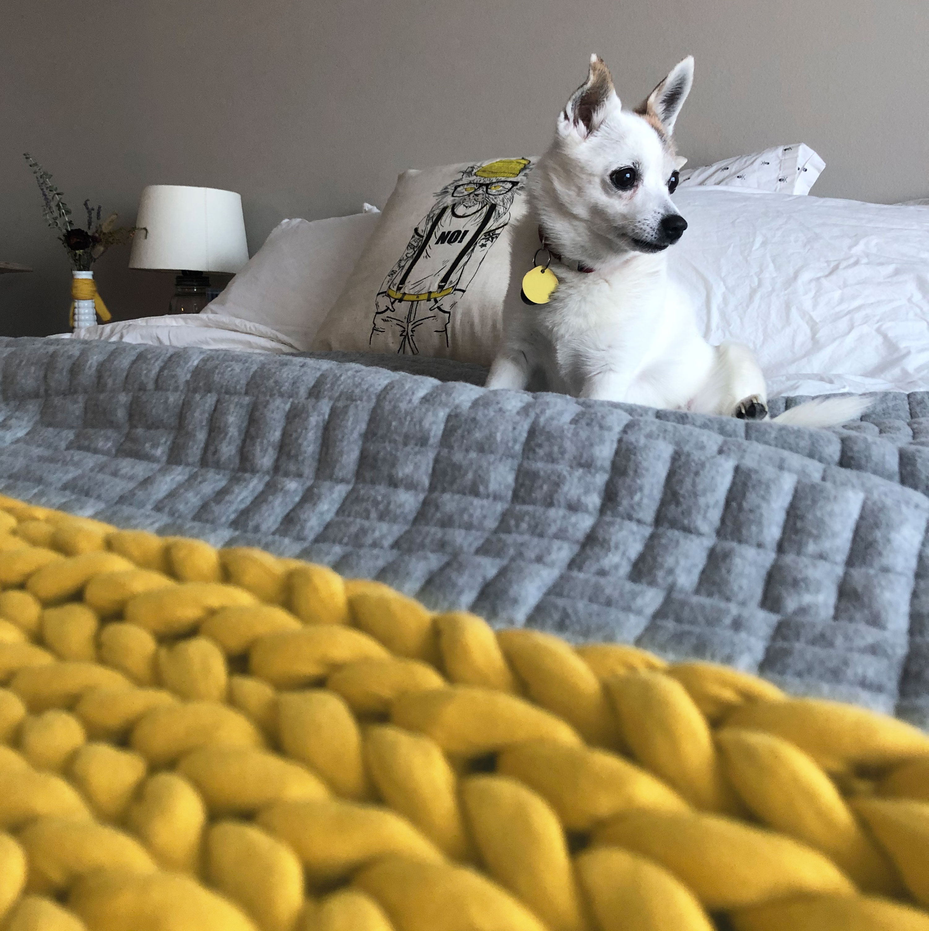 White dog sitting on a bed with grey and yellow bedding.