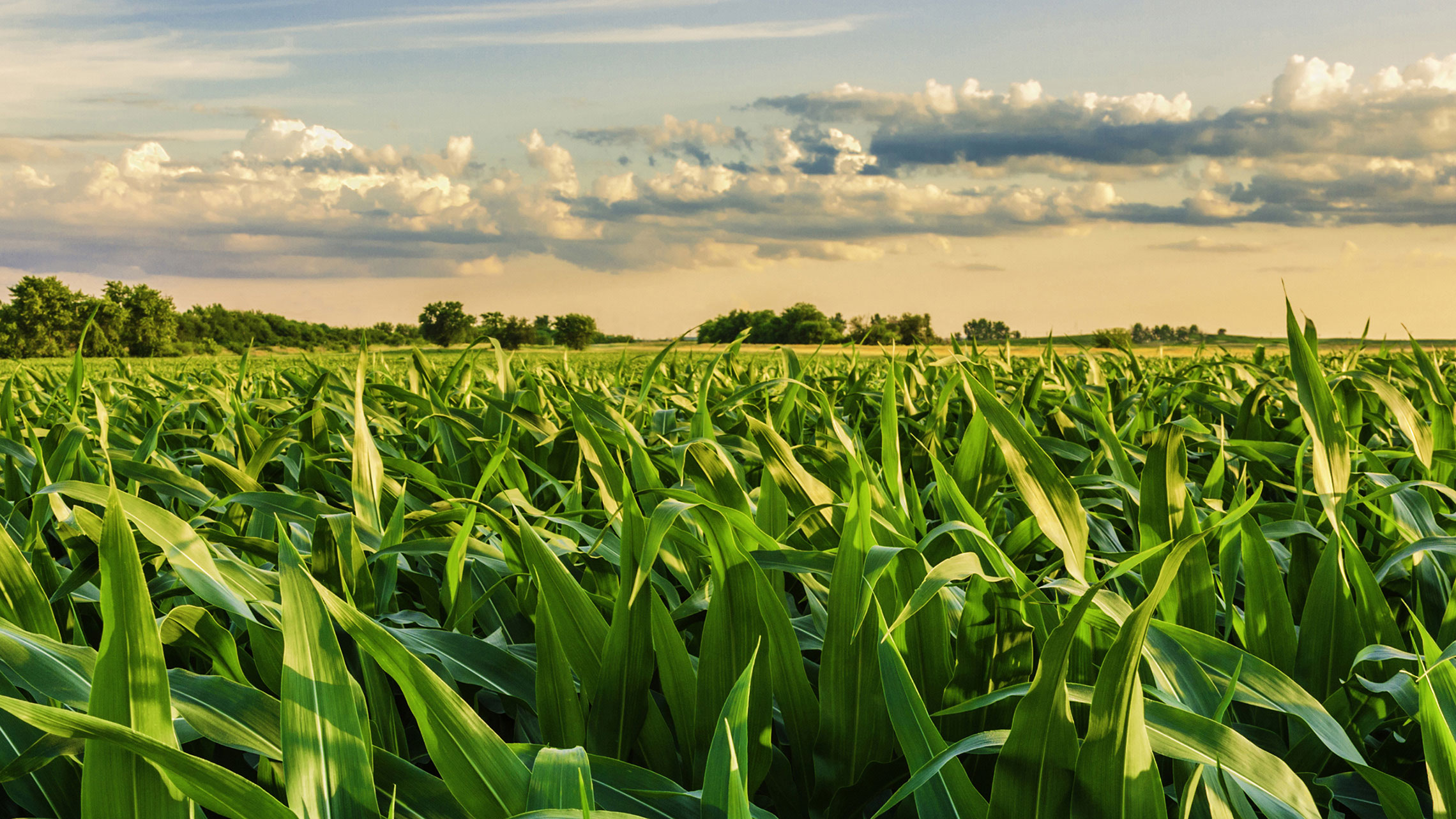  A corn field with a pink sunset in the background.