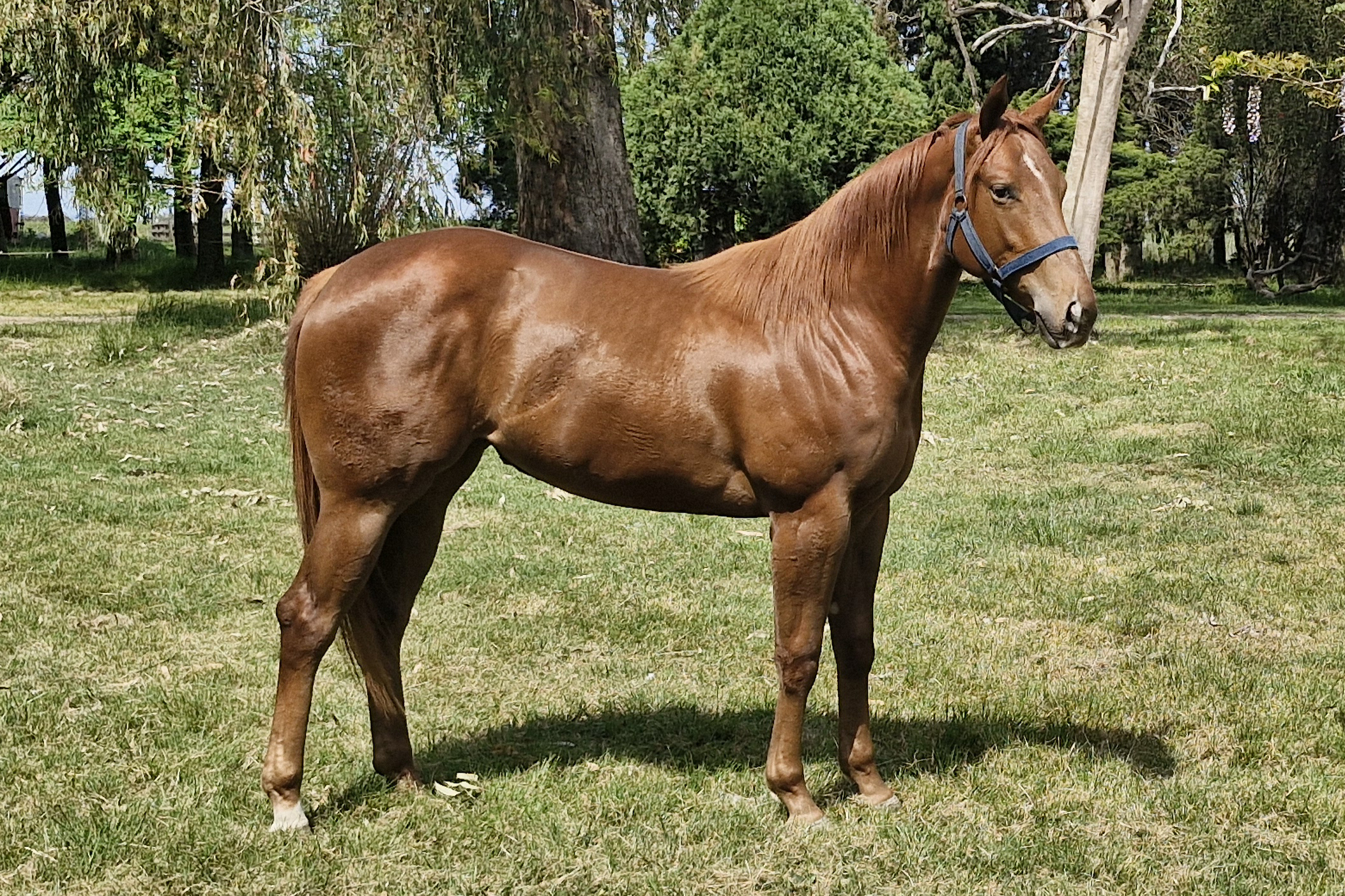 LC TINYS PERRY - LOTE 4