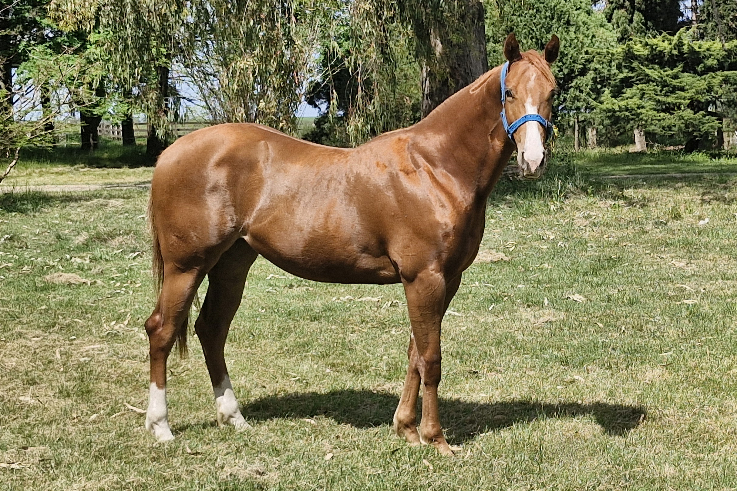 LC FIRST TO BE HIGH - LOTE 5