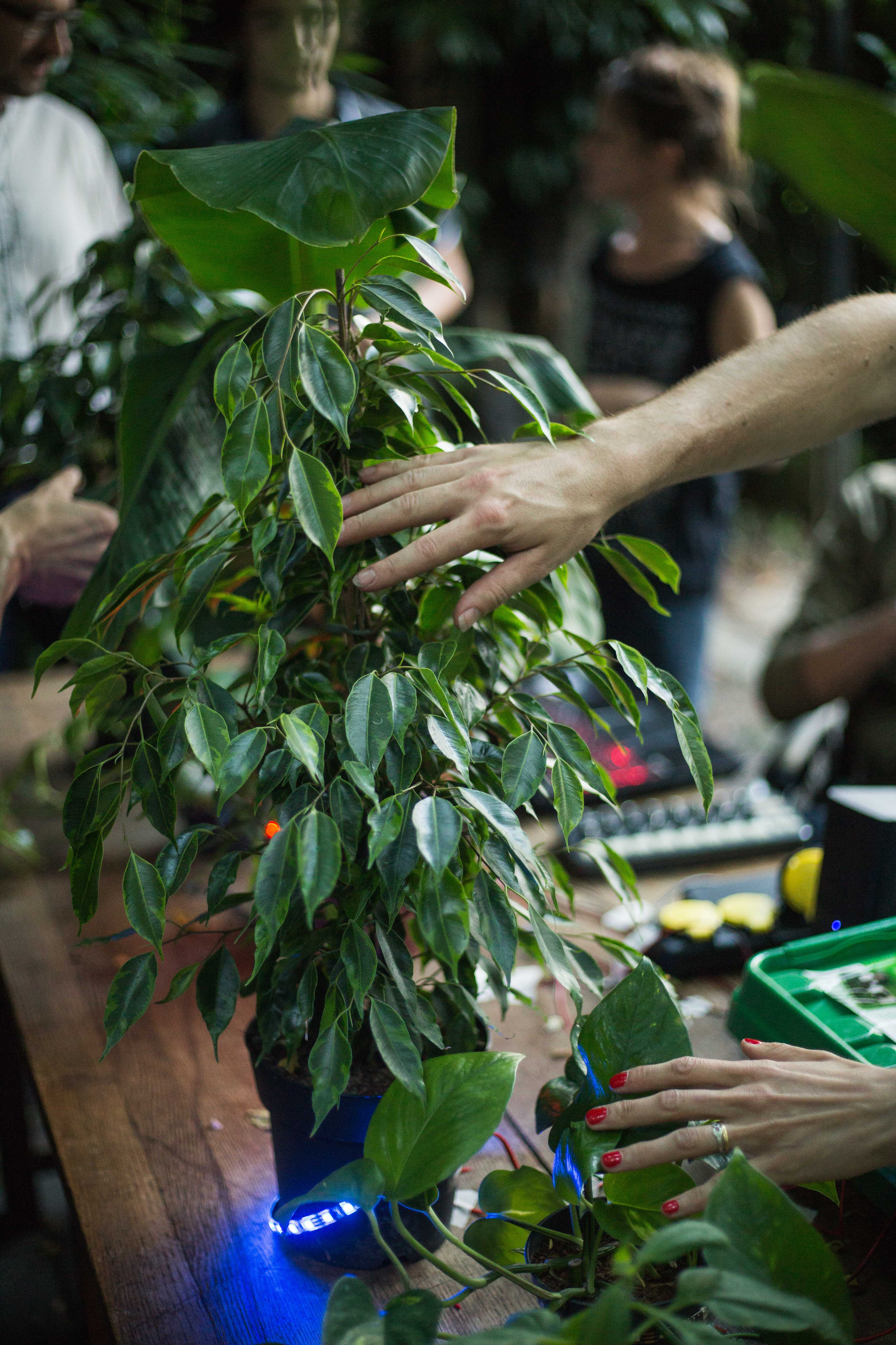 Expérience sensorielle des plantes connectées