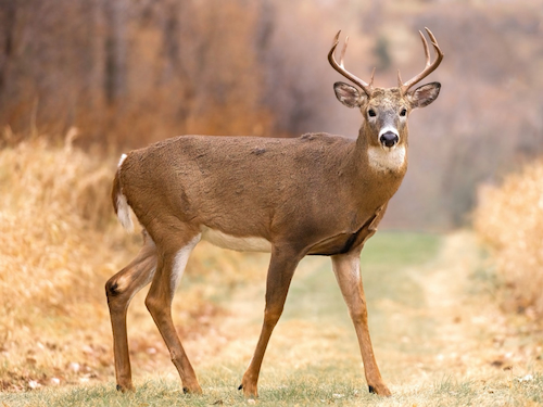 White-tailed deer with antlers standing on a grassy path in a woodland area