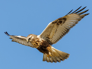 Hawk in mid-flight against a blue sky, wings spread and eyes focused downward