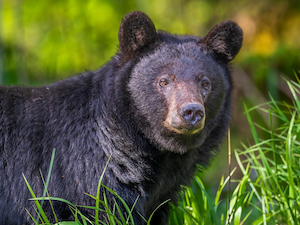 Black bear standing in tall green grass, looking alert in a forest setting