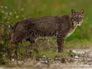 Bobcat walking along a dirt path surrounded by grass and brush, looking toward the camera