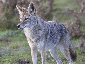 Coyote standing in a grassy field, alert and facing left with ears perked up