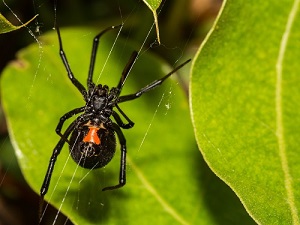 Black Widow Spider