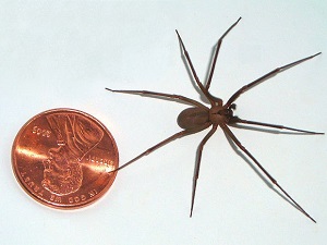 Brown Recluse Spider