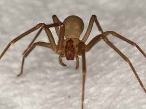 Brown Recluse Spider