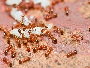 Fire Ants
