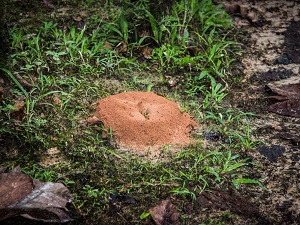Fire Ant Mound