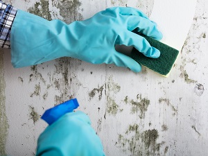 Gloves Hands Using Cleaning Spray and Sponge to Wipe Dirty Wall